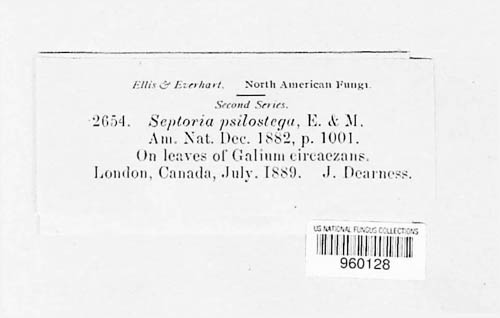 Phlyctaeniella psilostega image